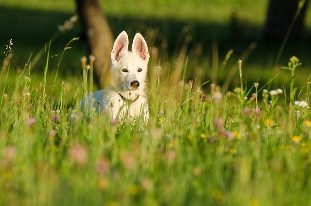 Protect Your Pets from Harmful UV Rays